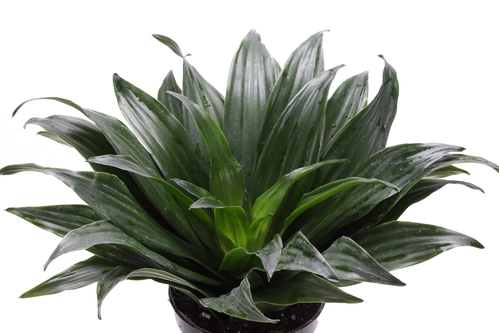 Jan Craig Compacta Dracaena 3"