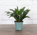 Jan Craig Comp Dracaena