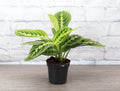 Lemon Line Prayer Plant