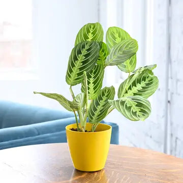 Lemon Line Prayer Plant