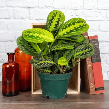 Lemon Line Prayer Plant