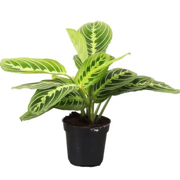 Lemon Line Prayer Plant