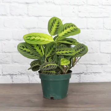 Lemon Line Prayer Plant