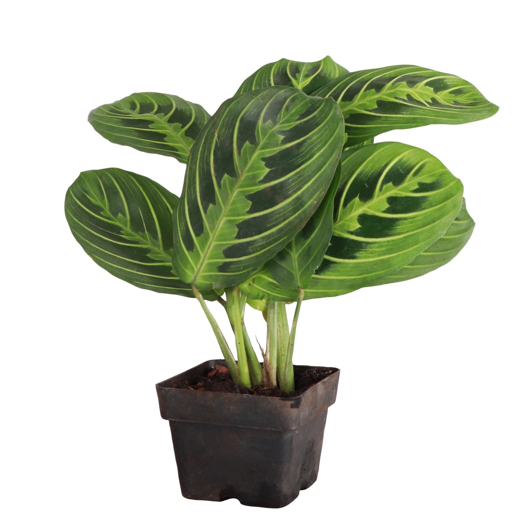 Lemon Lime Prayer Plant 3"