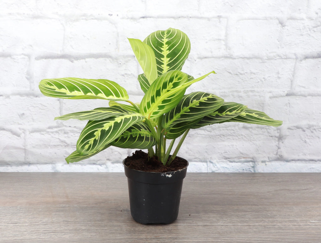 Lemon Lime Prayer Plant 3"