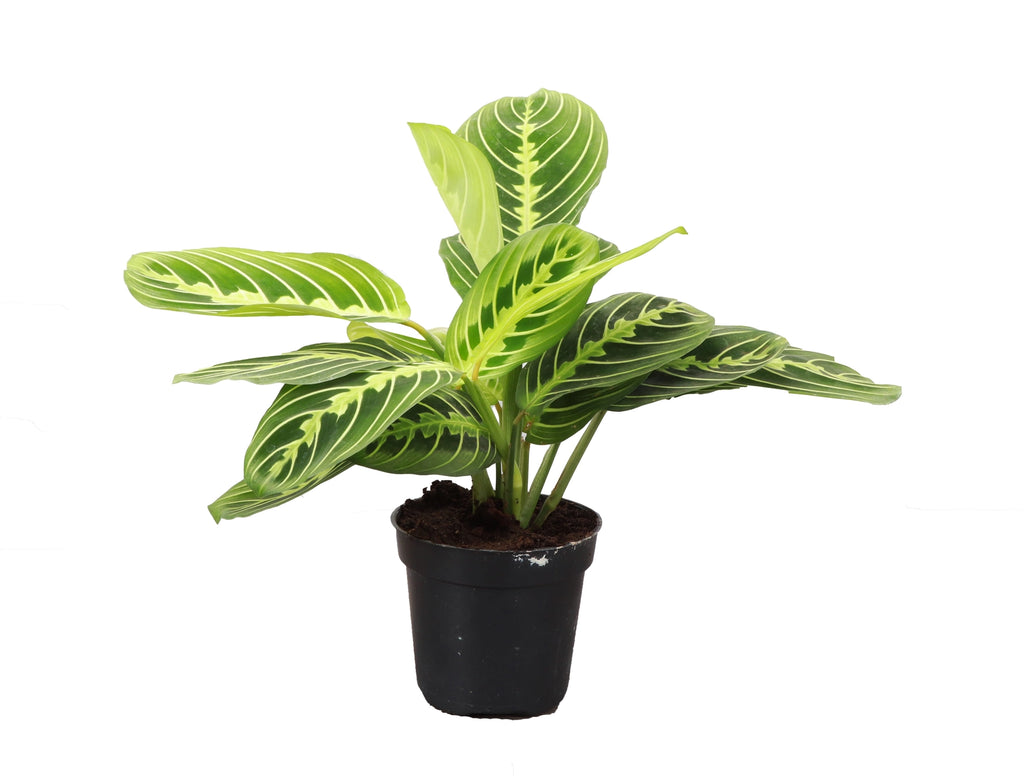 Lemon Lime Prayer Plant 3"