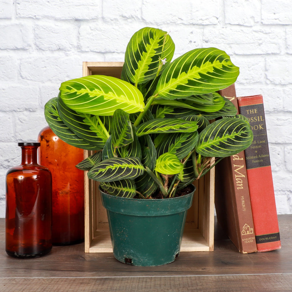 Lemon Lime Prayer Plant 3"