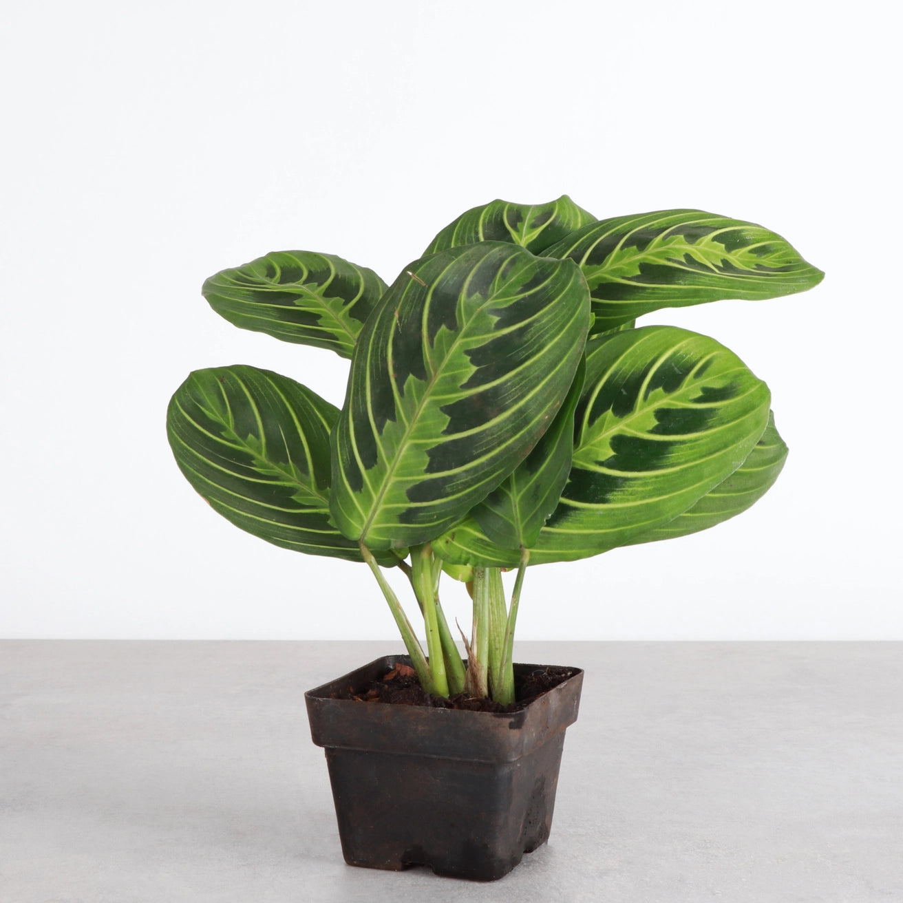 Lemon Lime Prayer Plant 3"