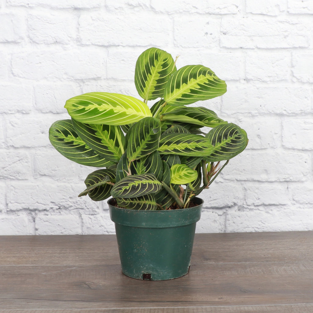 Lemon Lime Prayer Plant 3"