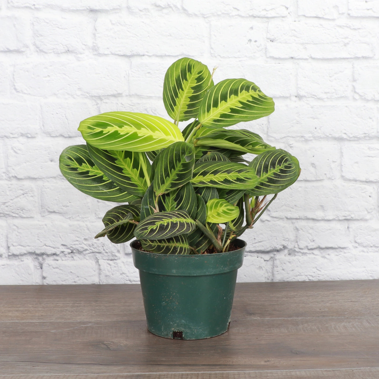 Lemon Lime Prayer Plant 3"