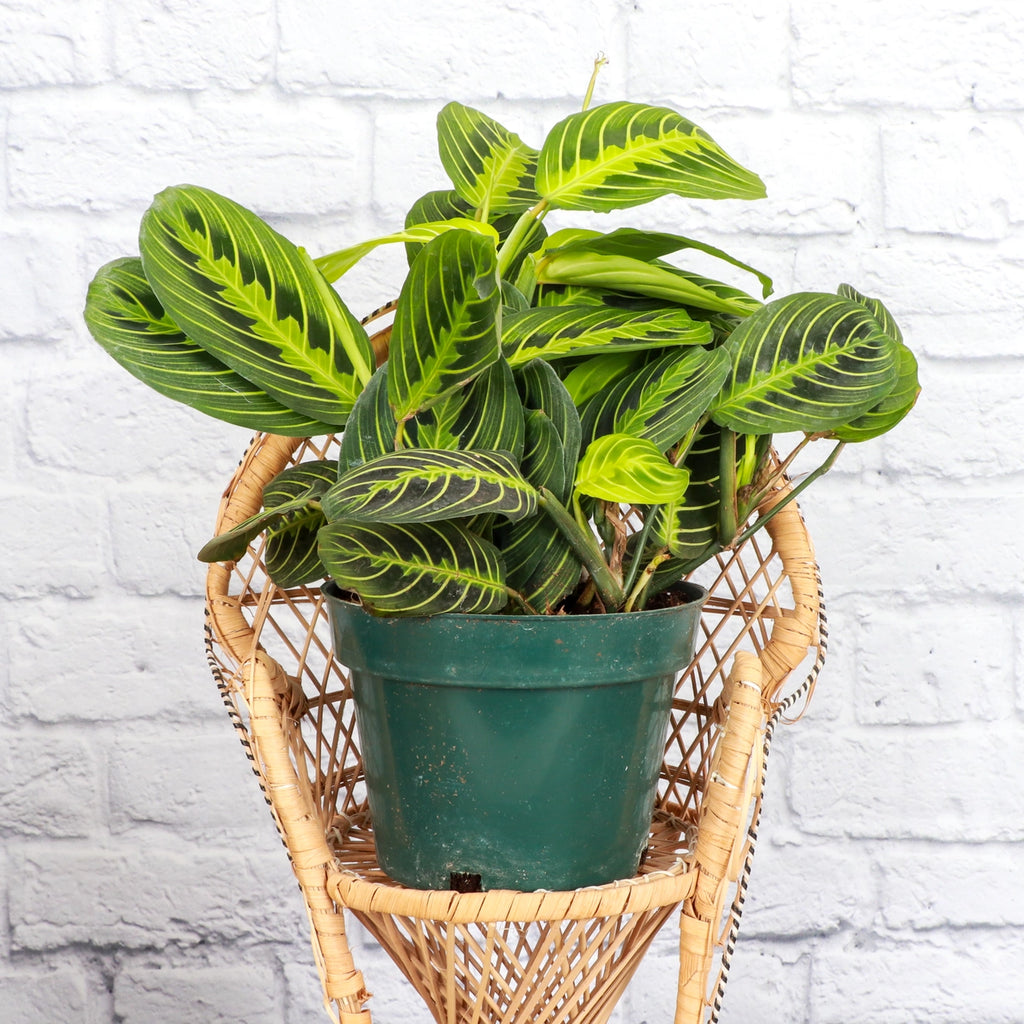 Lemon Lime Prayer Plant 3"