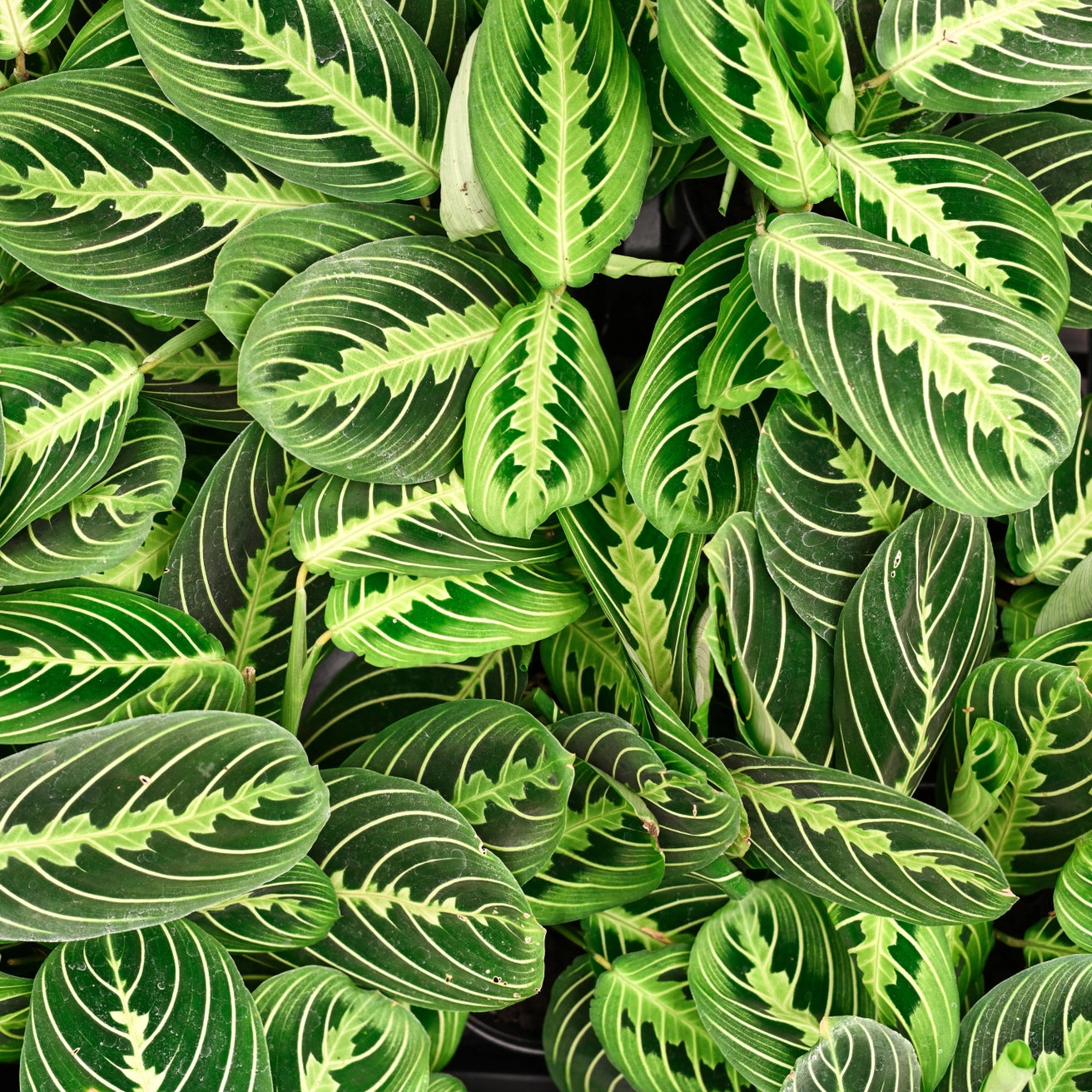 Lemon Lime Prayer Plant 3"