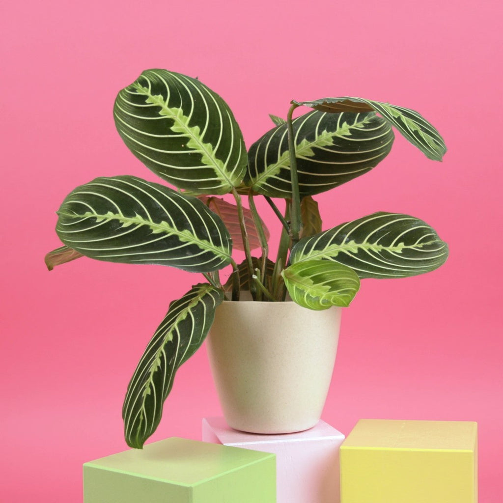 Lemon Lime Prayer Plant 3"