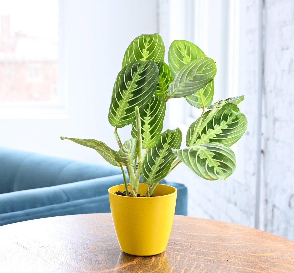 Lemon Lime Prayer Plant 3"