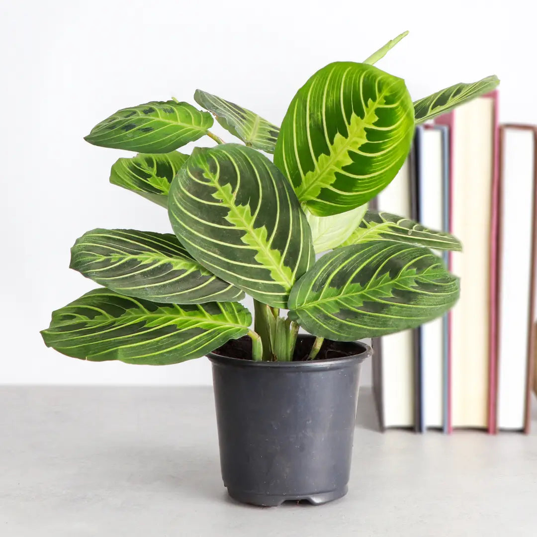 Lemon Lime Prayer Plant 3"