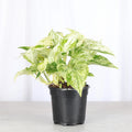 Marble Queen Pothos Plant