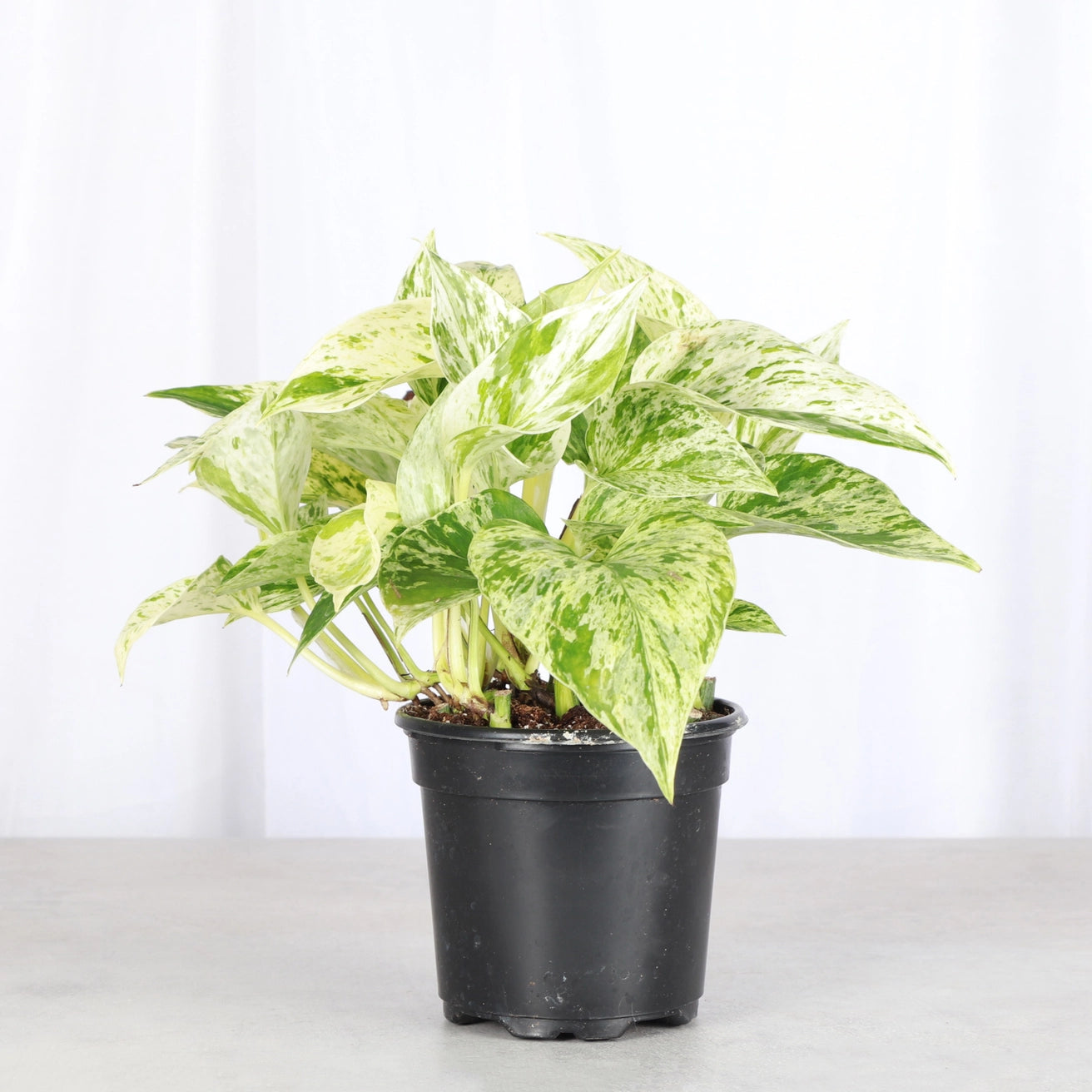 Marble Queen Pothos Plant