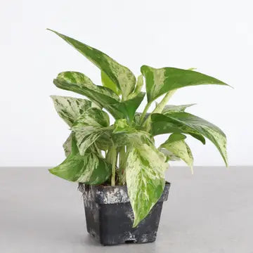Marble Queen Pothos Plant