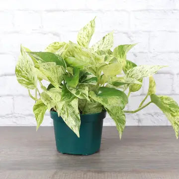 Marble Queen Pothos Plant