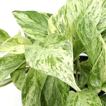 Marble Queen Pothos Plant