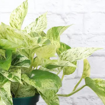 Marble Queen Pothos Plant