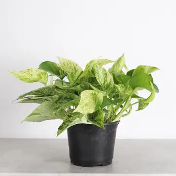 Marble Queen Pothos Plant