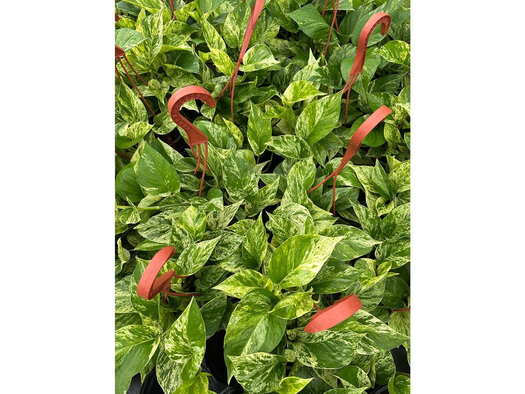Marble Queen Pothos 6"HB