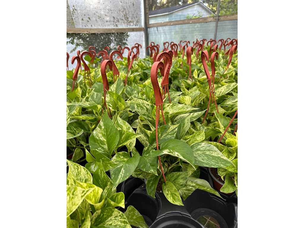 Marble Queen Pothos 6"HB