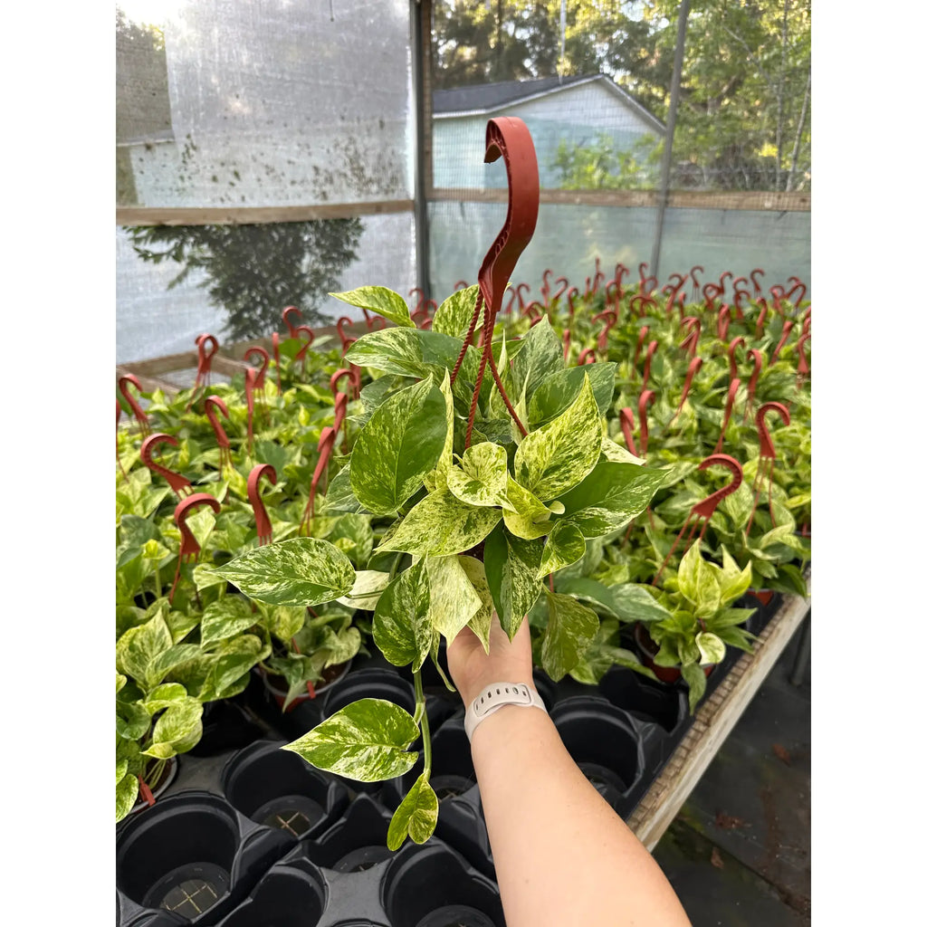Marble Queen Pothos 6"HB