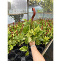 Marble Queen Pothos 6"HB