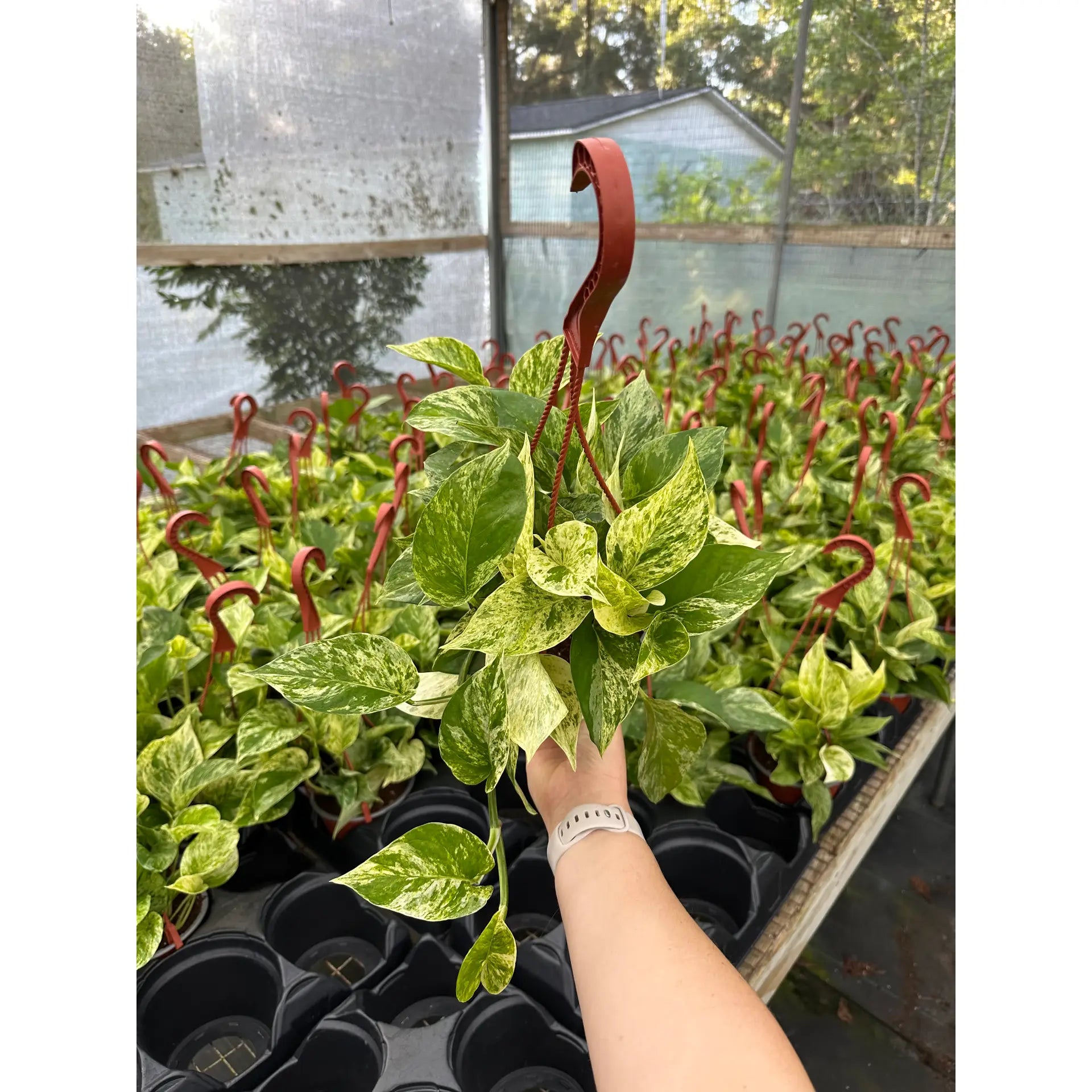 Marble Queen Pothos 6"HB