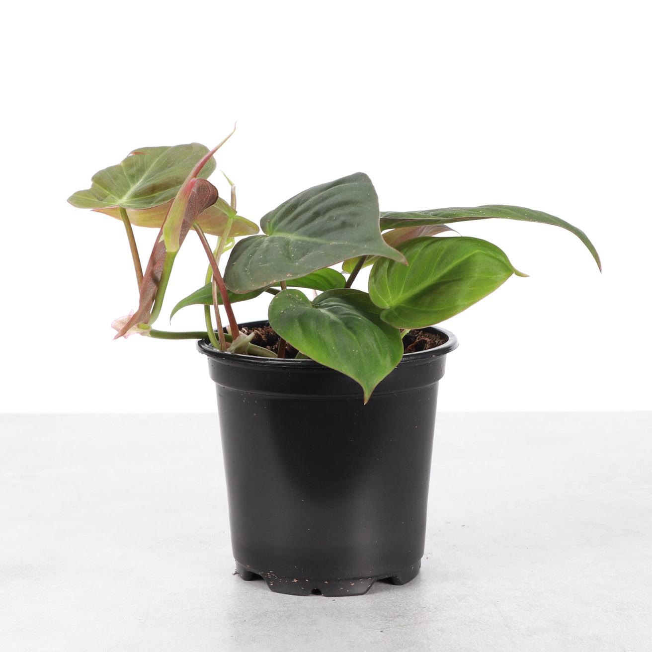 Philodendron Micans