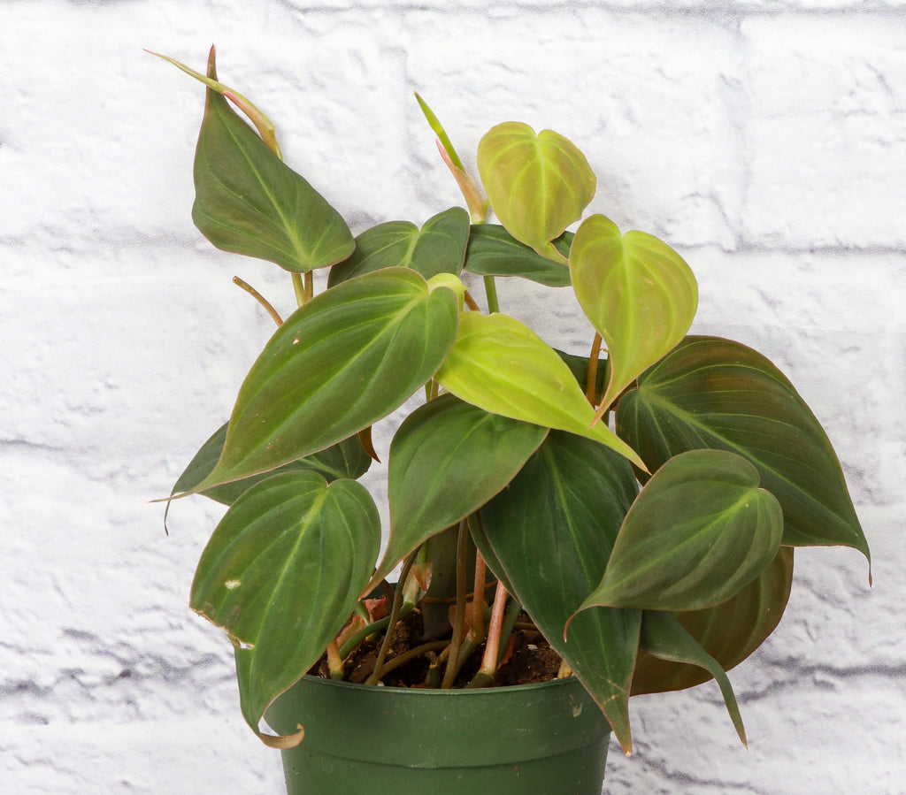 Philodendron Micans