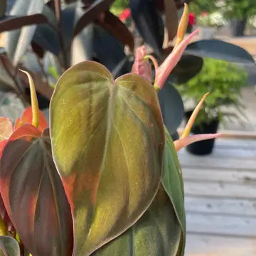 Philodendron Micans