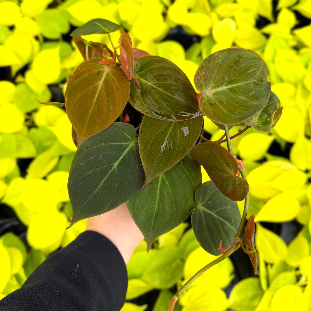 Philodendron Micans