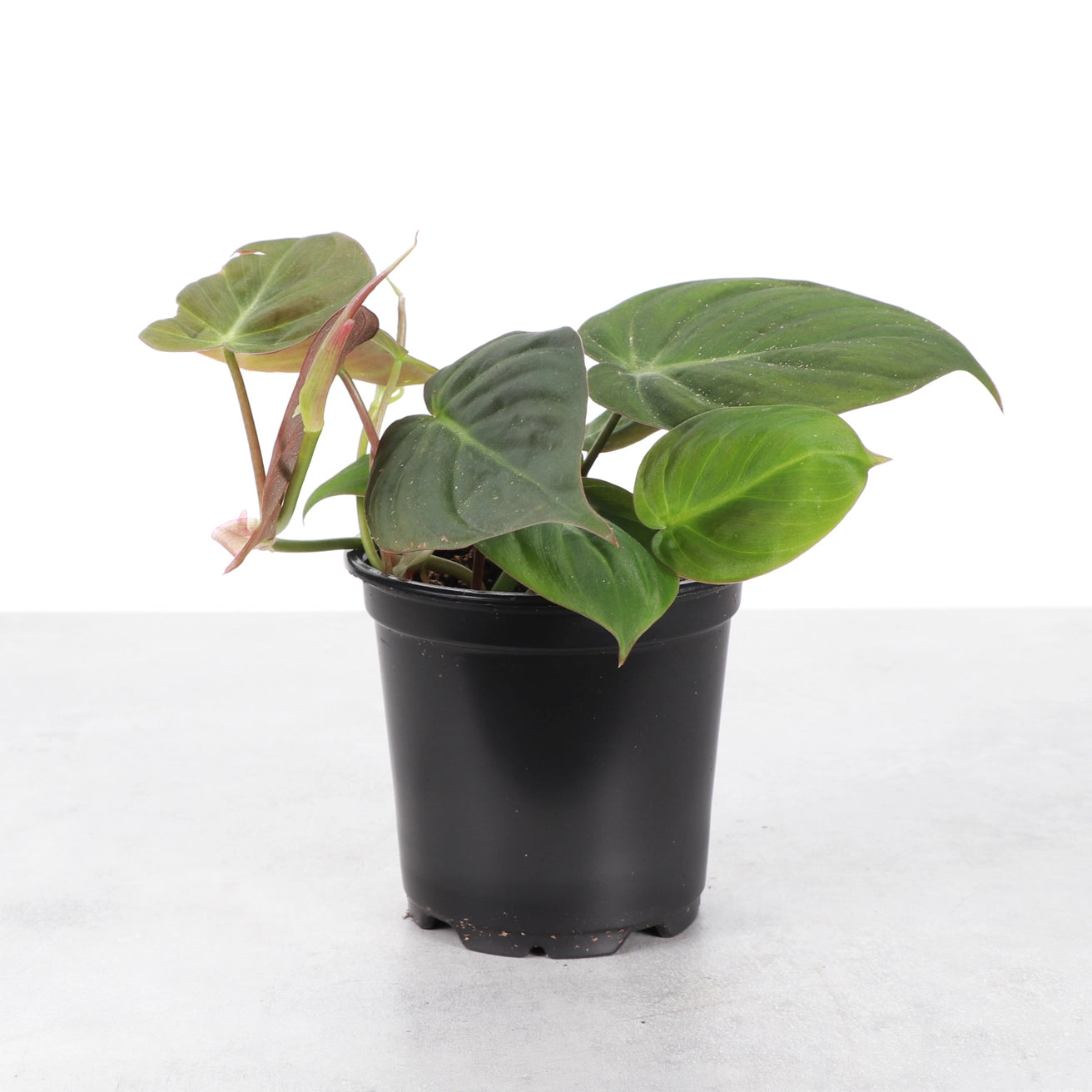 Philodendron Micans