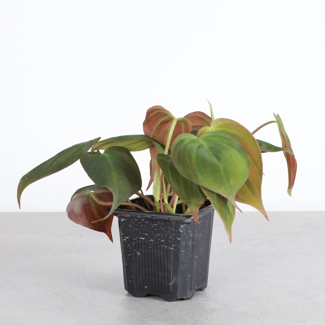Philodendron Micans