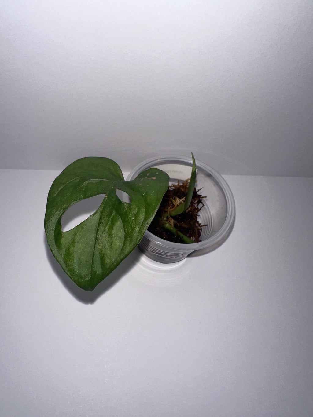 Monstera Adansonii-Rooted