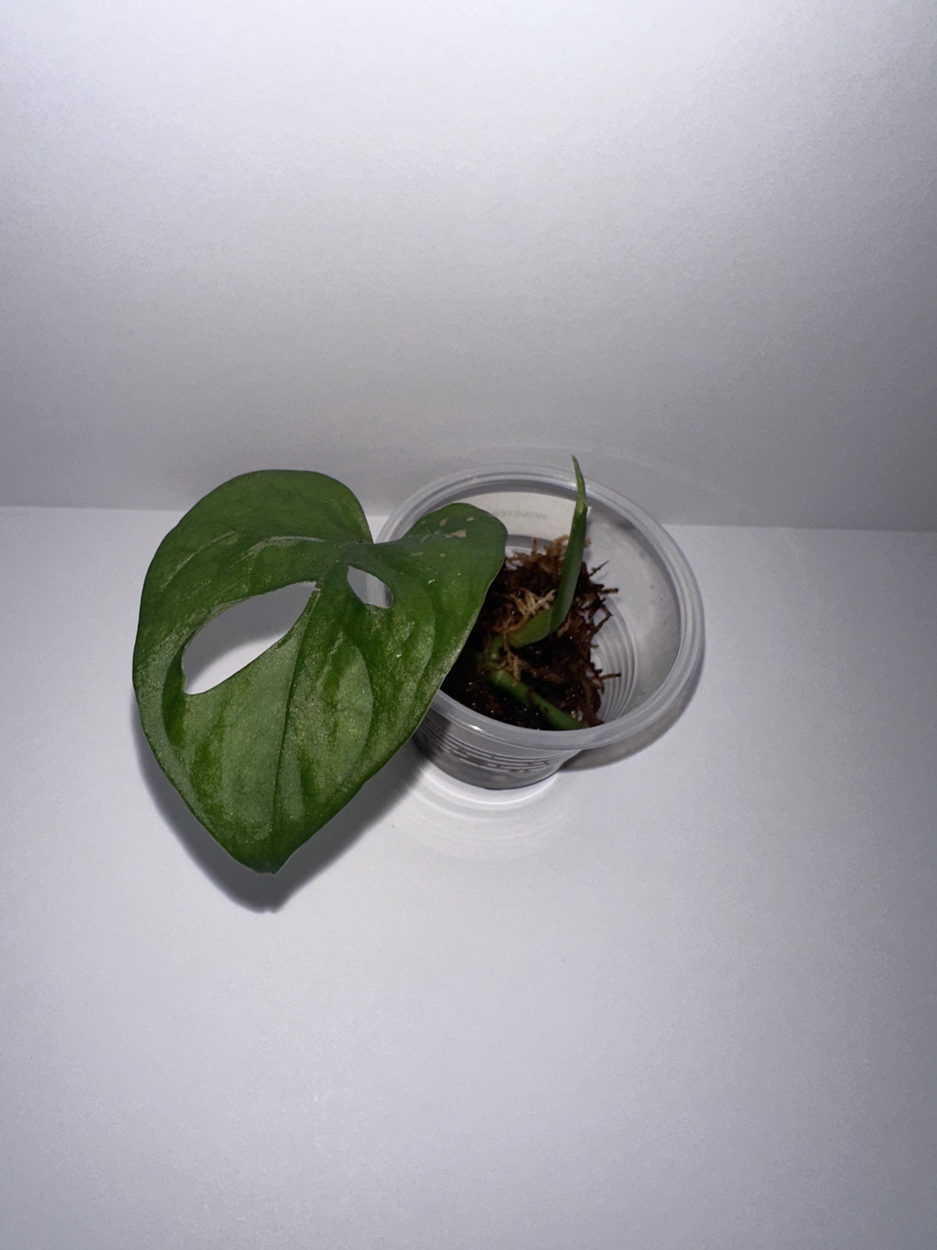 Monstera Adansonii-Rooted