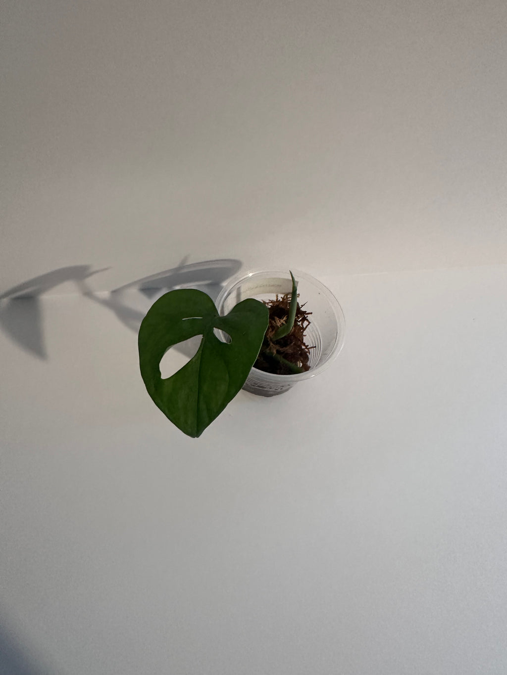 Monstera Adansonii-Rooted