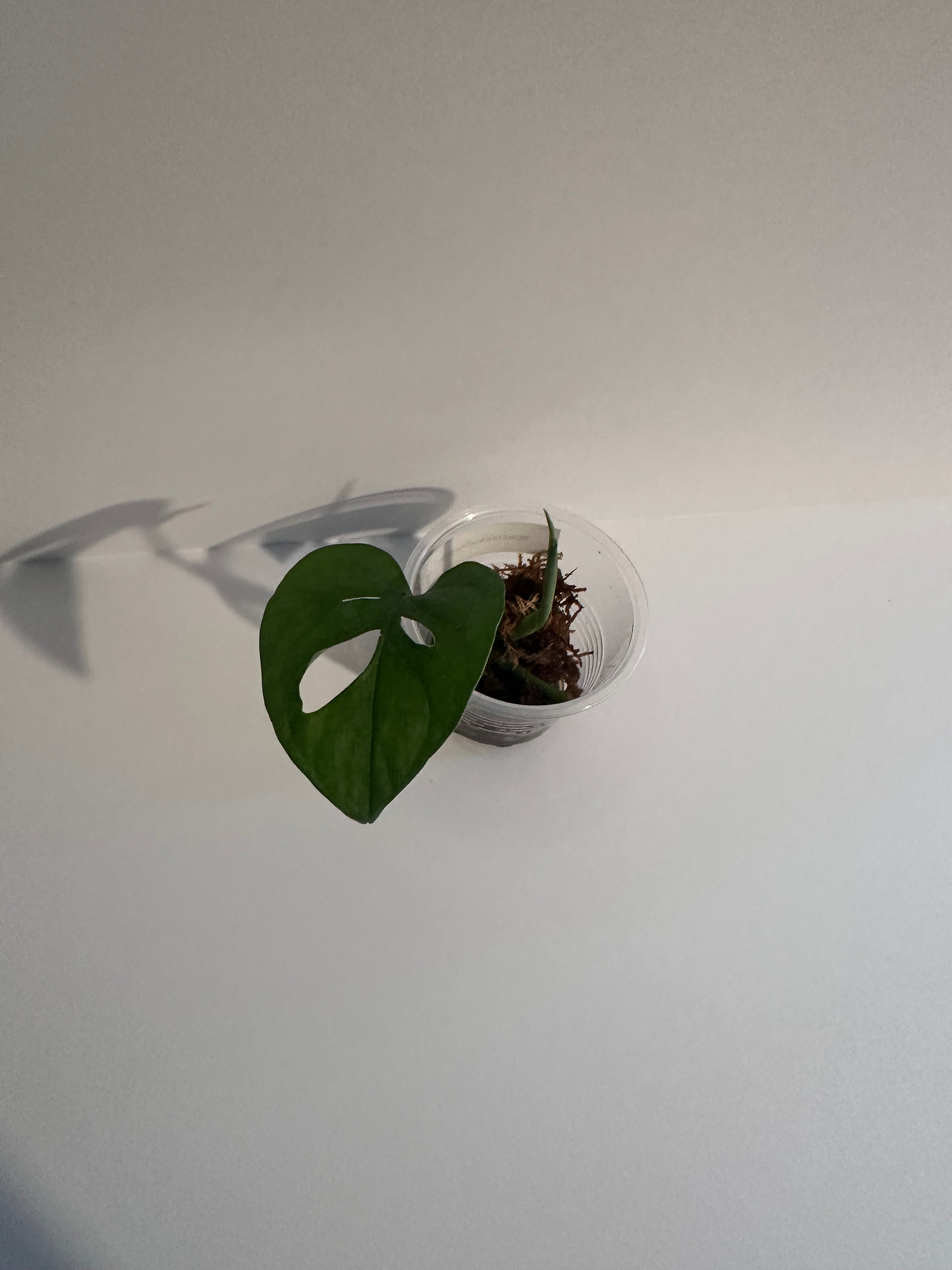 Monstera Adansonii-Rooted