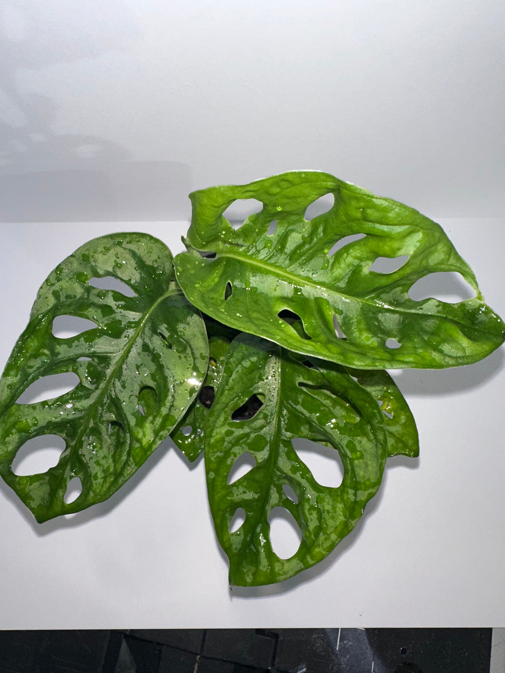 Monstera Adansonii 4" Potted