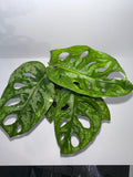 Monstera Adansonii 4" Potted