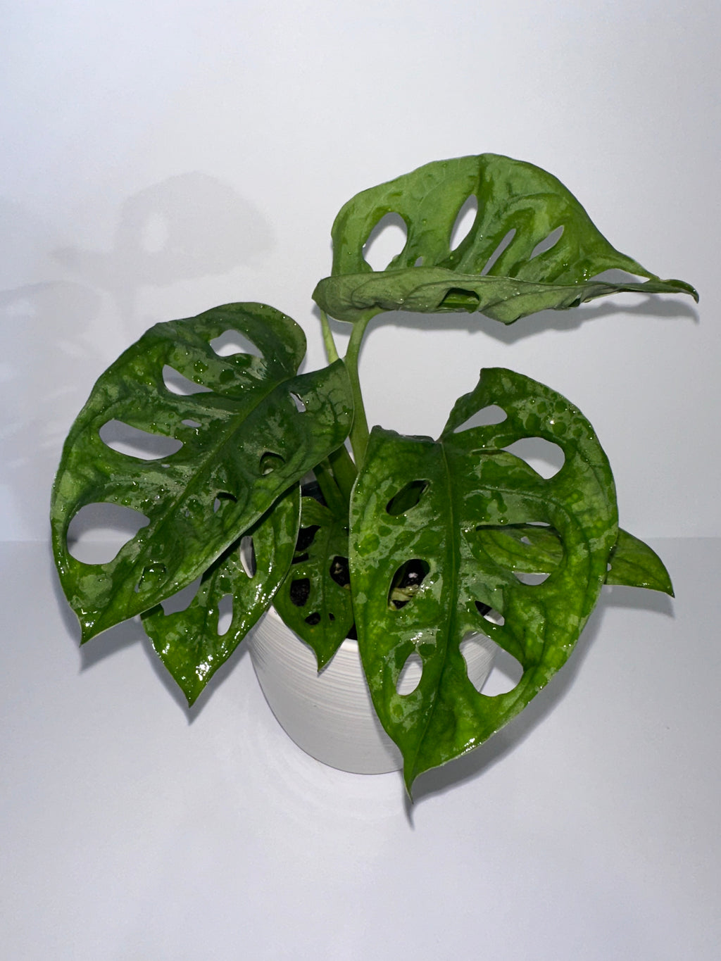 Monstera Adansonii 4" Potted