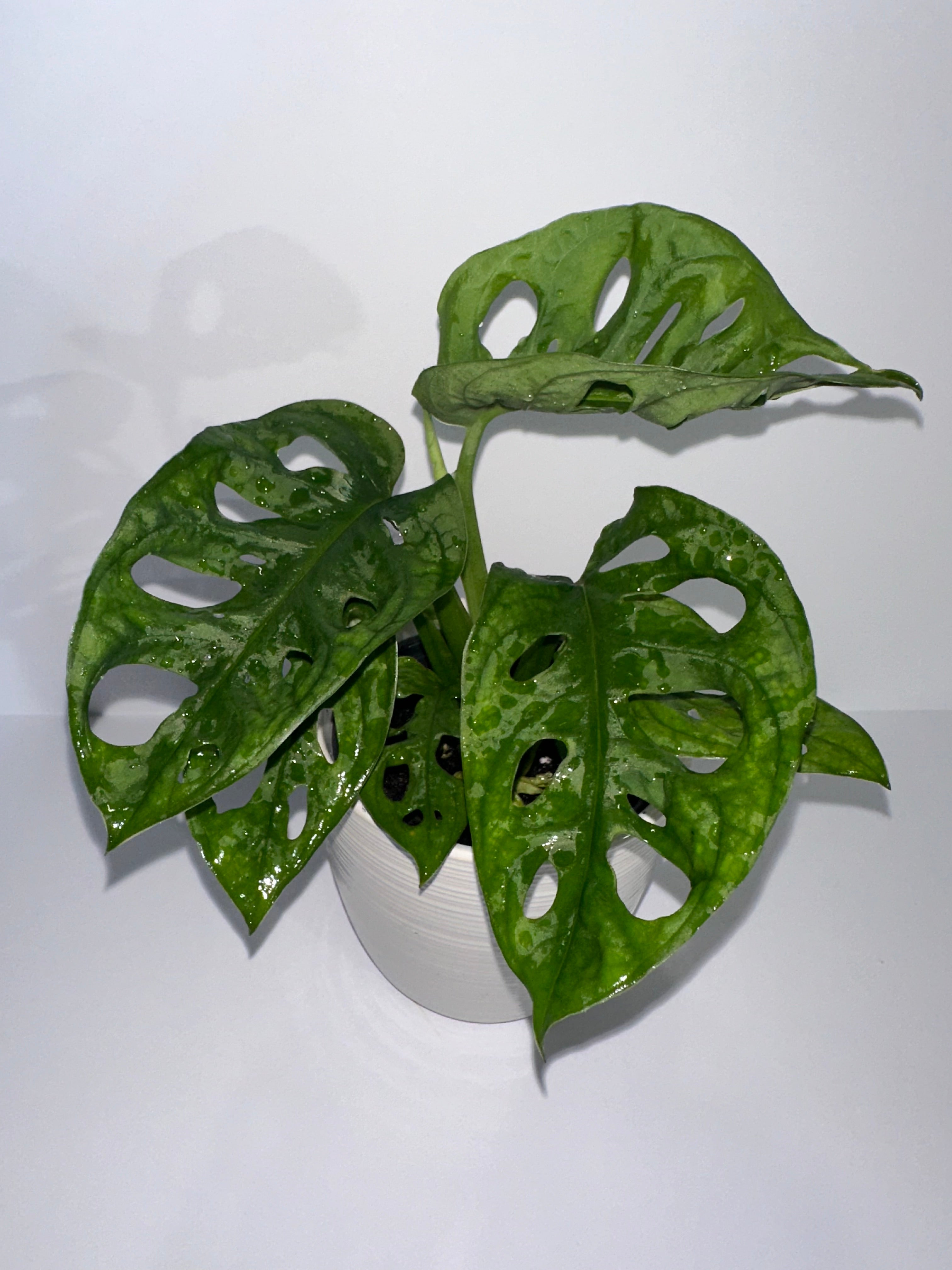 Monstera Adansonii 4" Potted