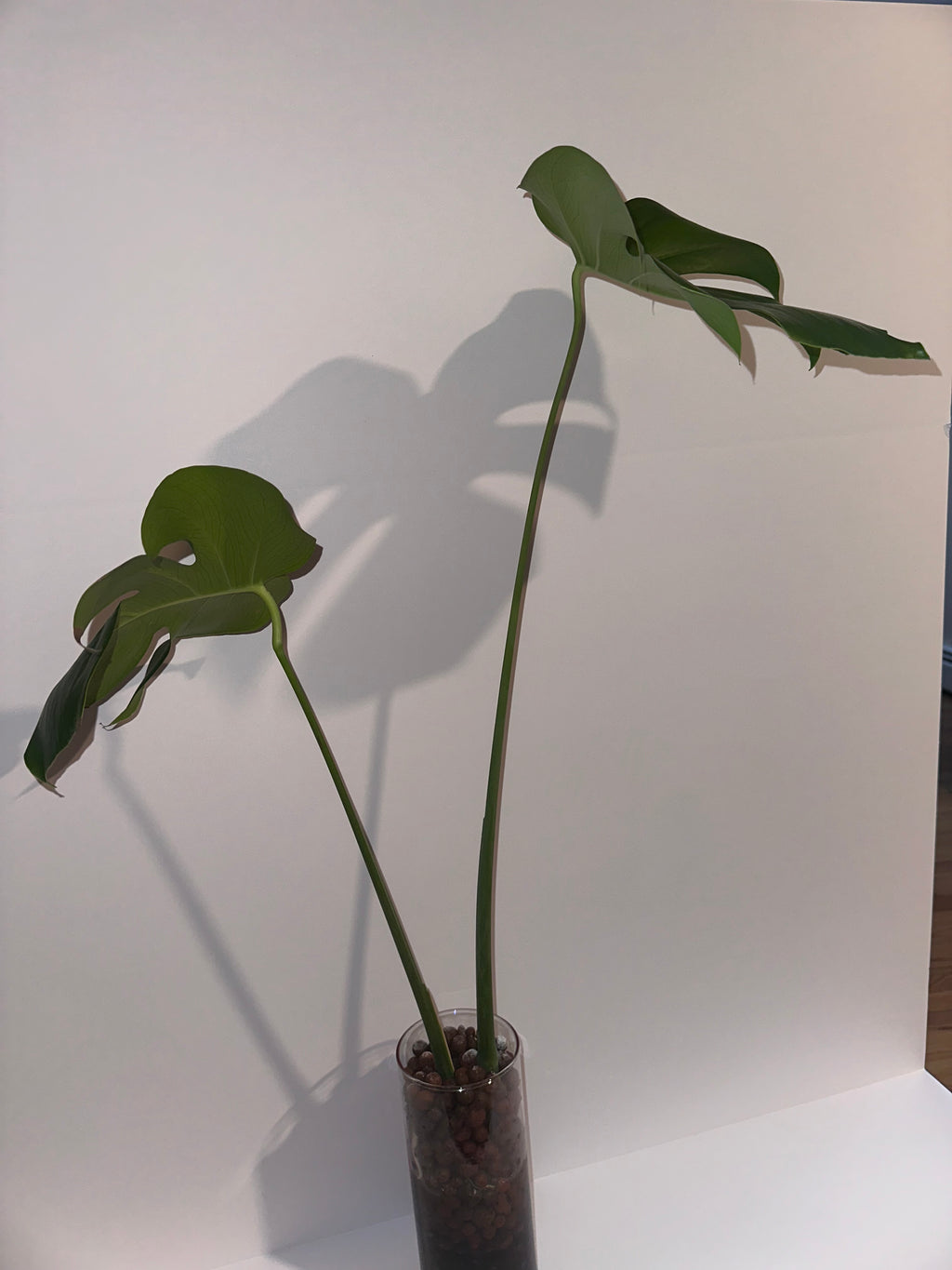 Monstera Deliciosa Rooted