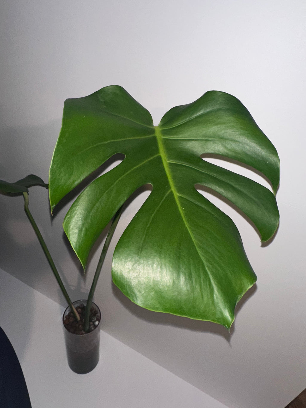 Monstera Deliciosa Rooted