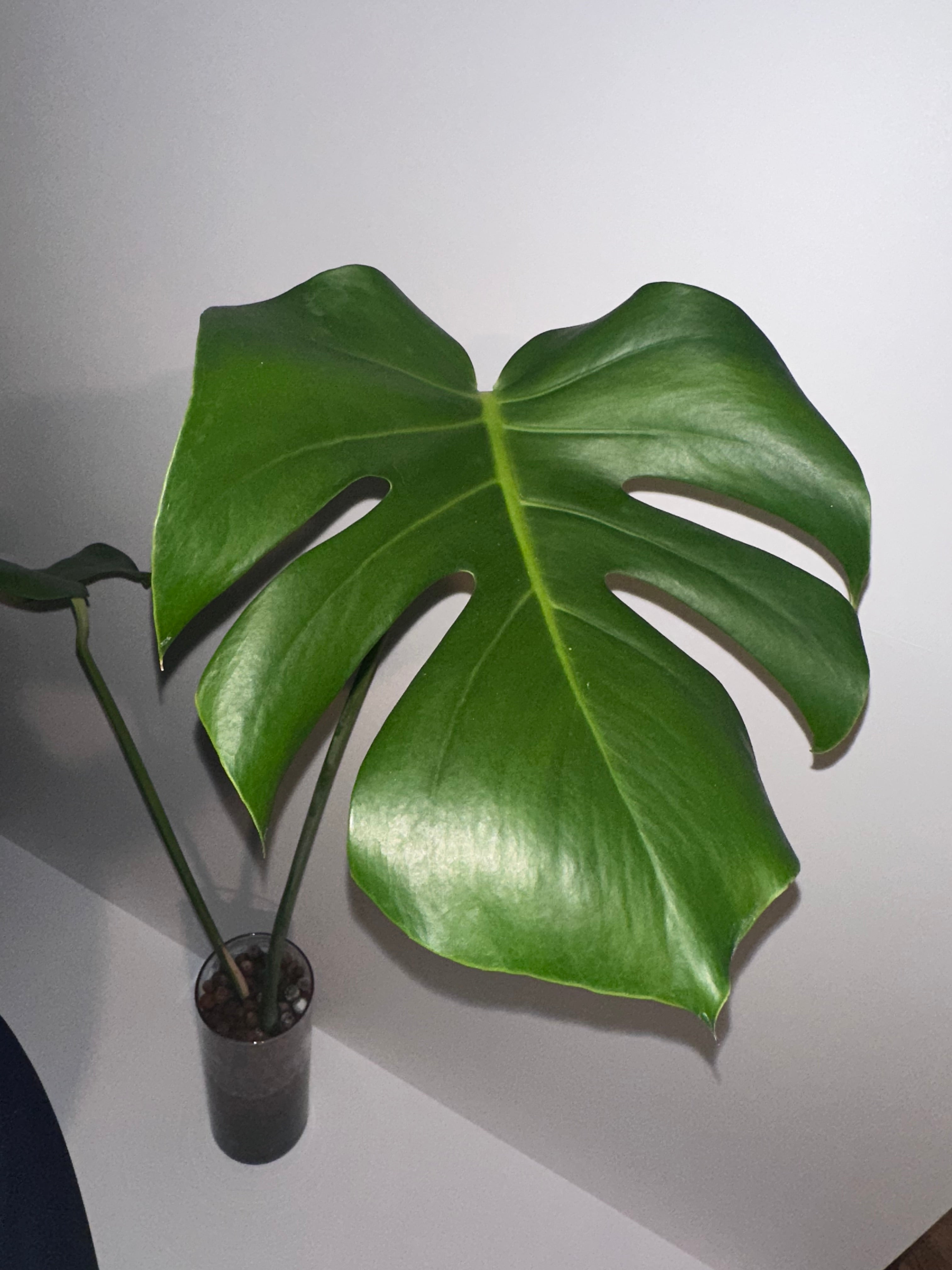 Monstera Deliciosa Rooted