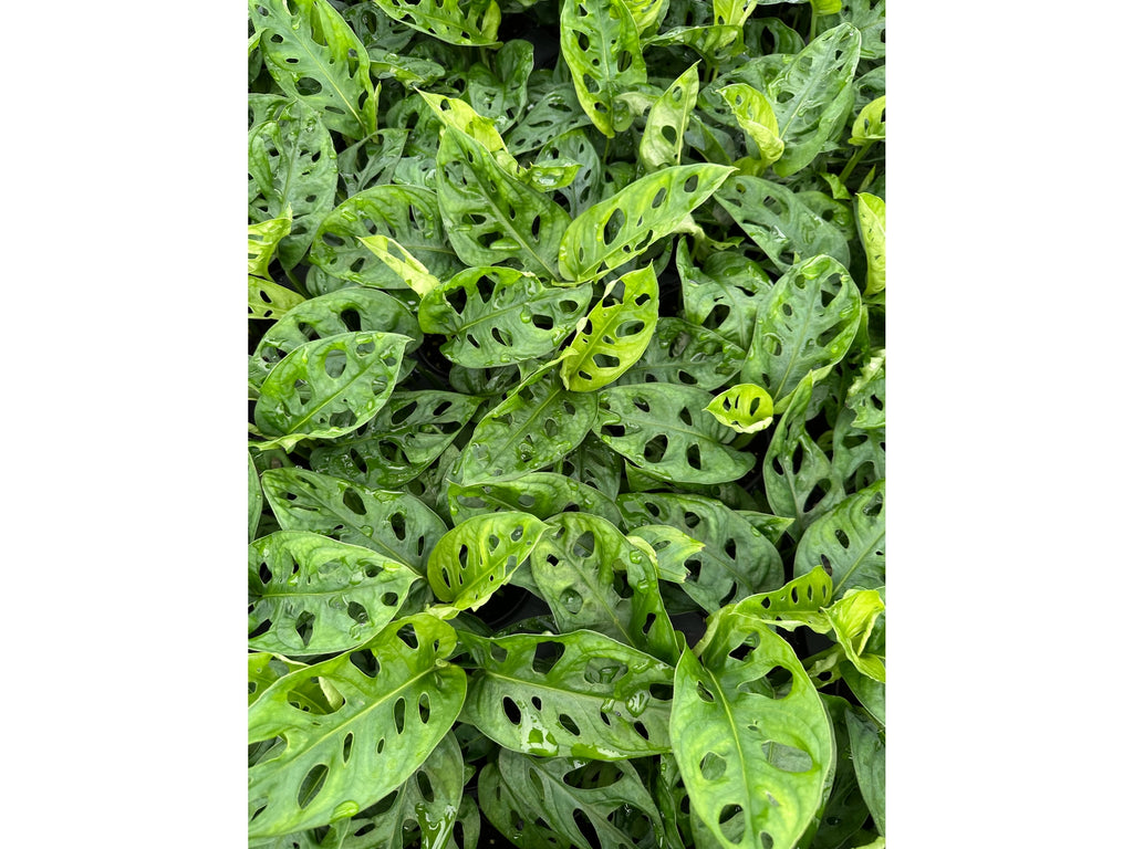 MONSTERA Adansonii 4"