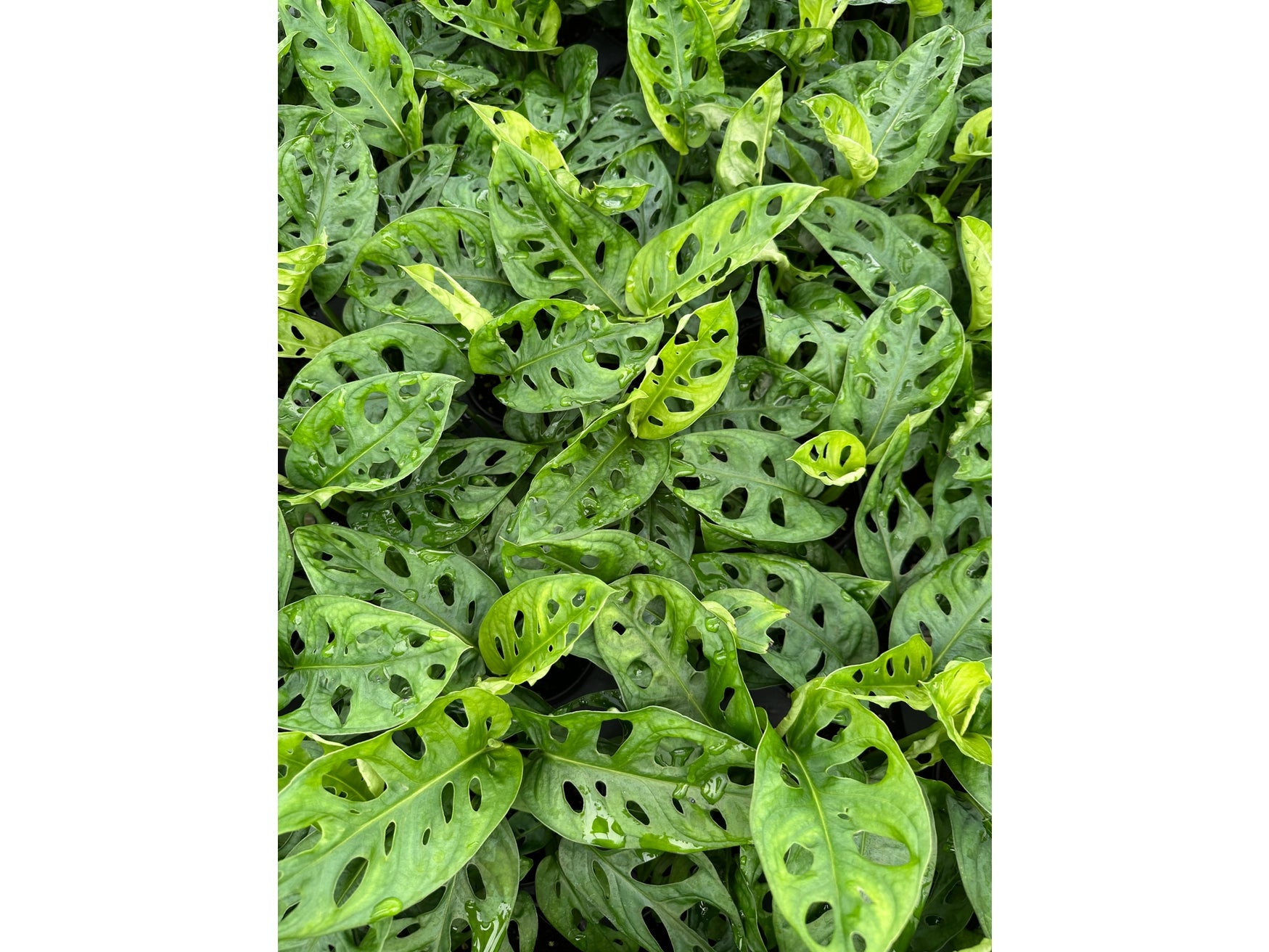 MONSTERA Adansonii 4"